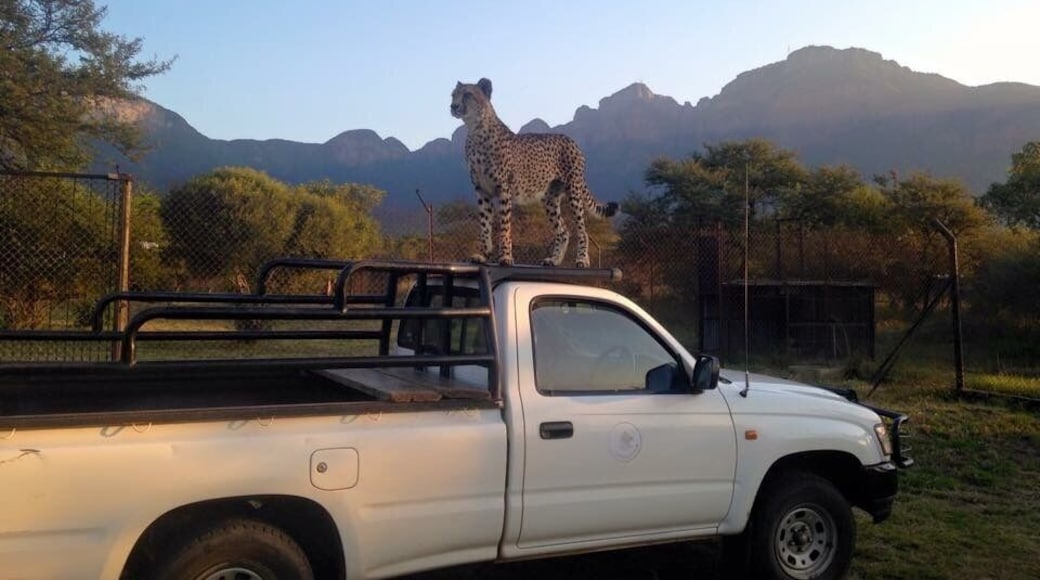 Majestic Xinandi showing off during the sunset 🌅