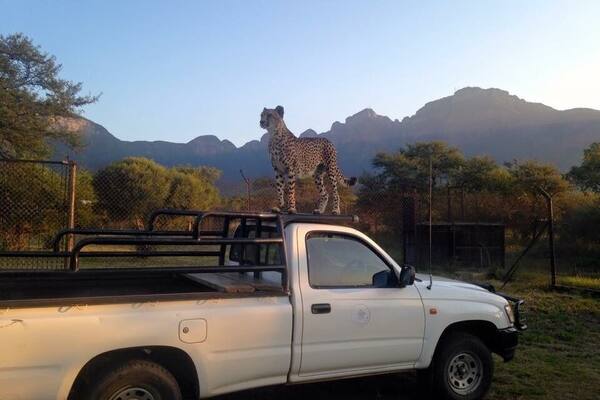 Majestic Xinandi showing off during the sunset đ