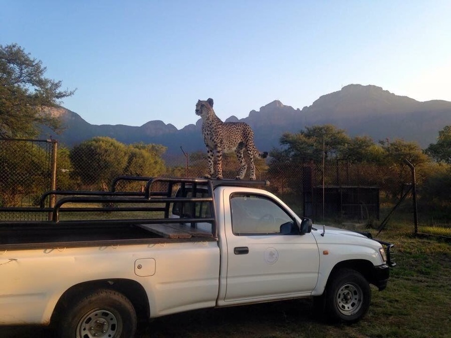 Una camioneta pickup blanca con un guepardo en la caja, rodeada de árboles y montañas al fondo.