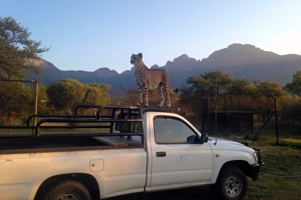A white pickup truck with a cheetah on its bed, surrounded by trees and mountains in the background.