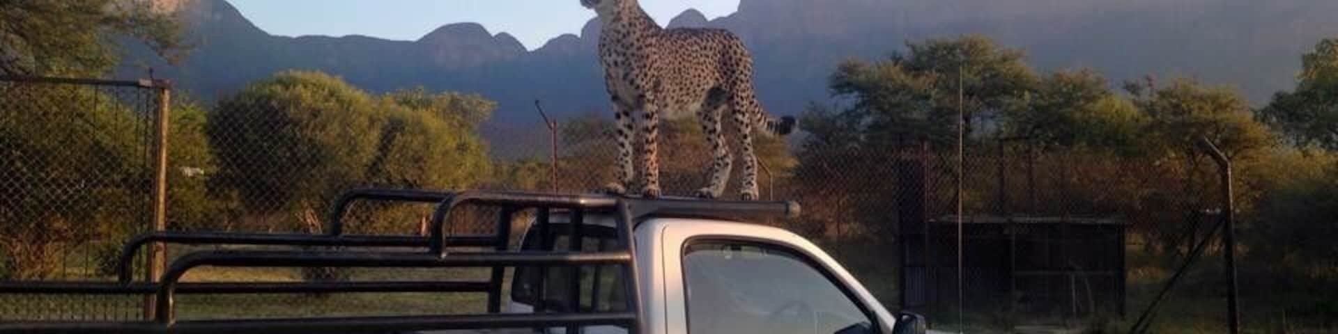 Majestic Xinandi showing off during the sunset 🌅