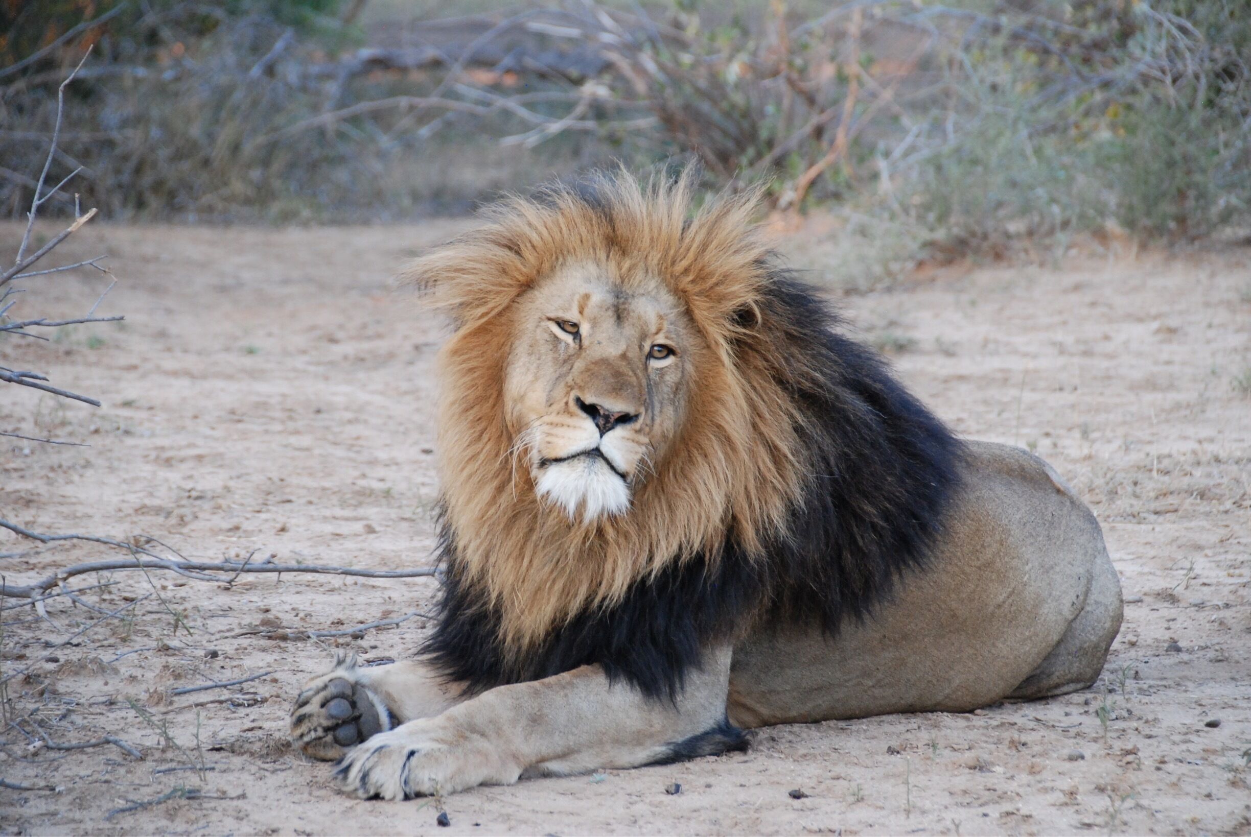 It was rare to find a lion out in the open like this.  Near dusk, he blinked sleepily as our Range Rover crept past - while roaring for his pride. 