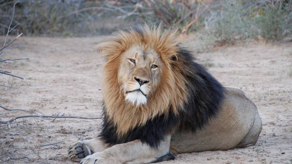 A lion lying on the ground in a dry, sandy area with sparse vegetation.