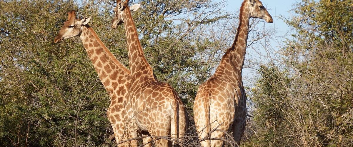 As girafas são alguns dos animais imponentes que vemos no safári na África.