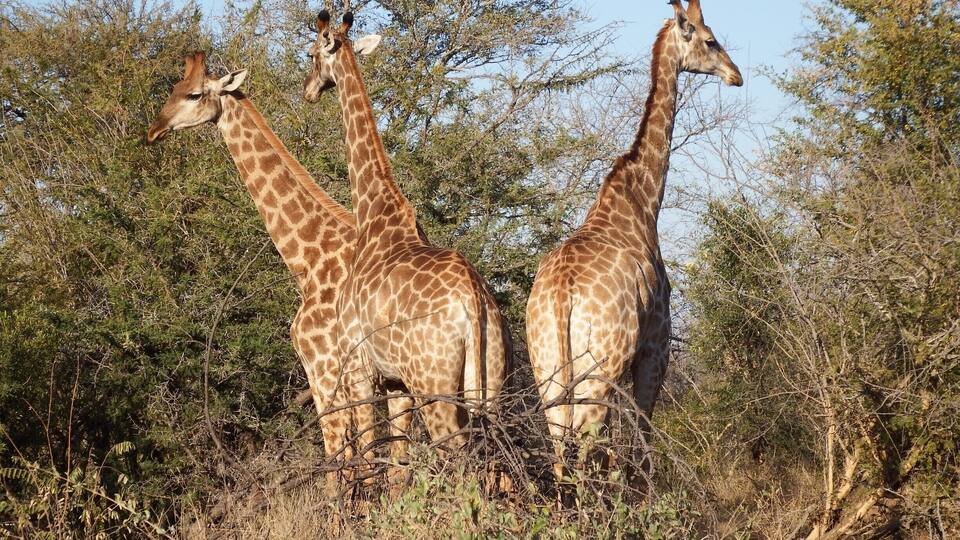 Three giraffes standing in a natural setting with trees and bushes.