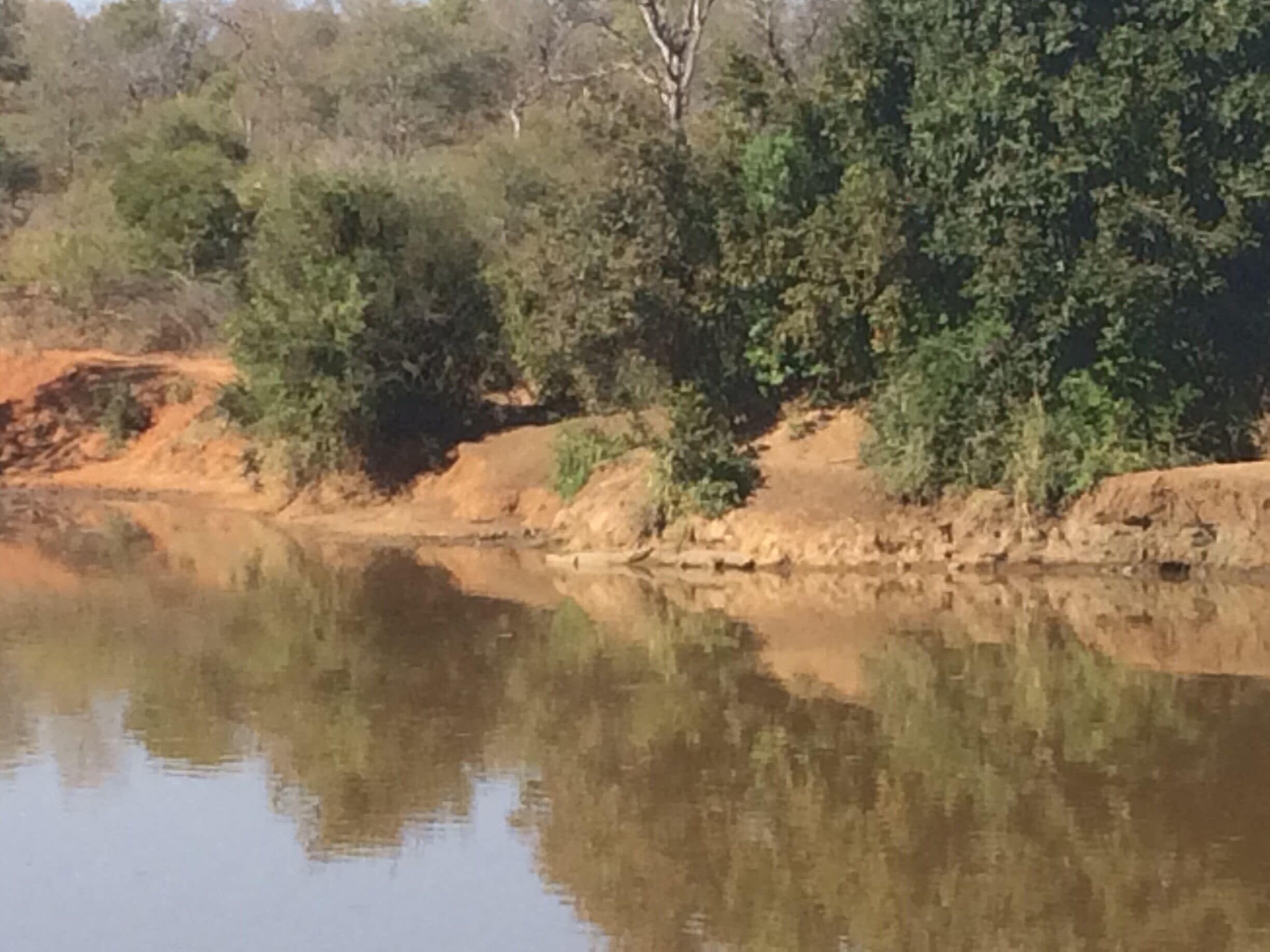 Those brown logs in the center? Very large Crocs.