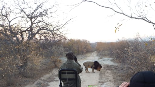 Um leão na rodovia!
A lion on the road.
Karongwe Game Reserve Road 36 Hoedspruit Limpopo , South Africa.
#OnTheRoad