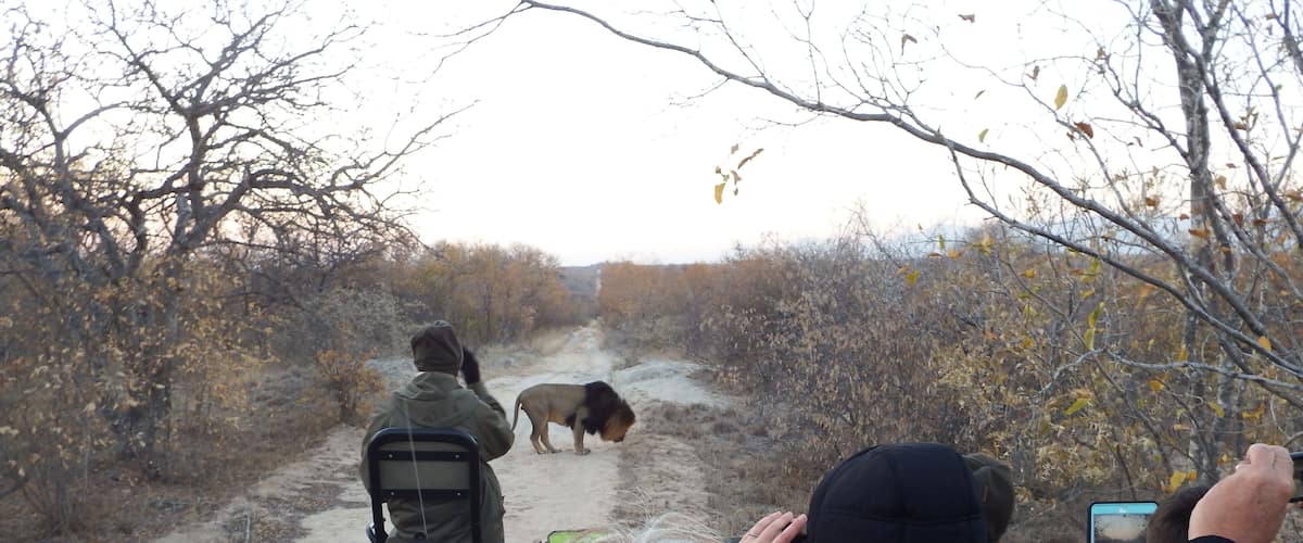 A dirt path with a lion walking away from the camera.