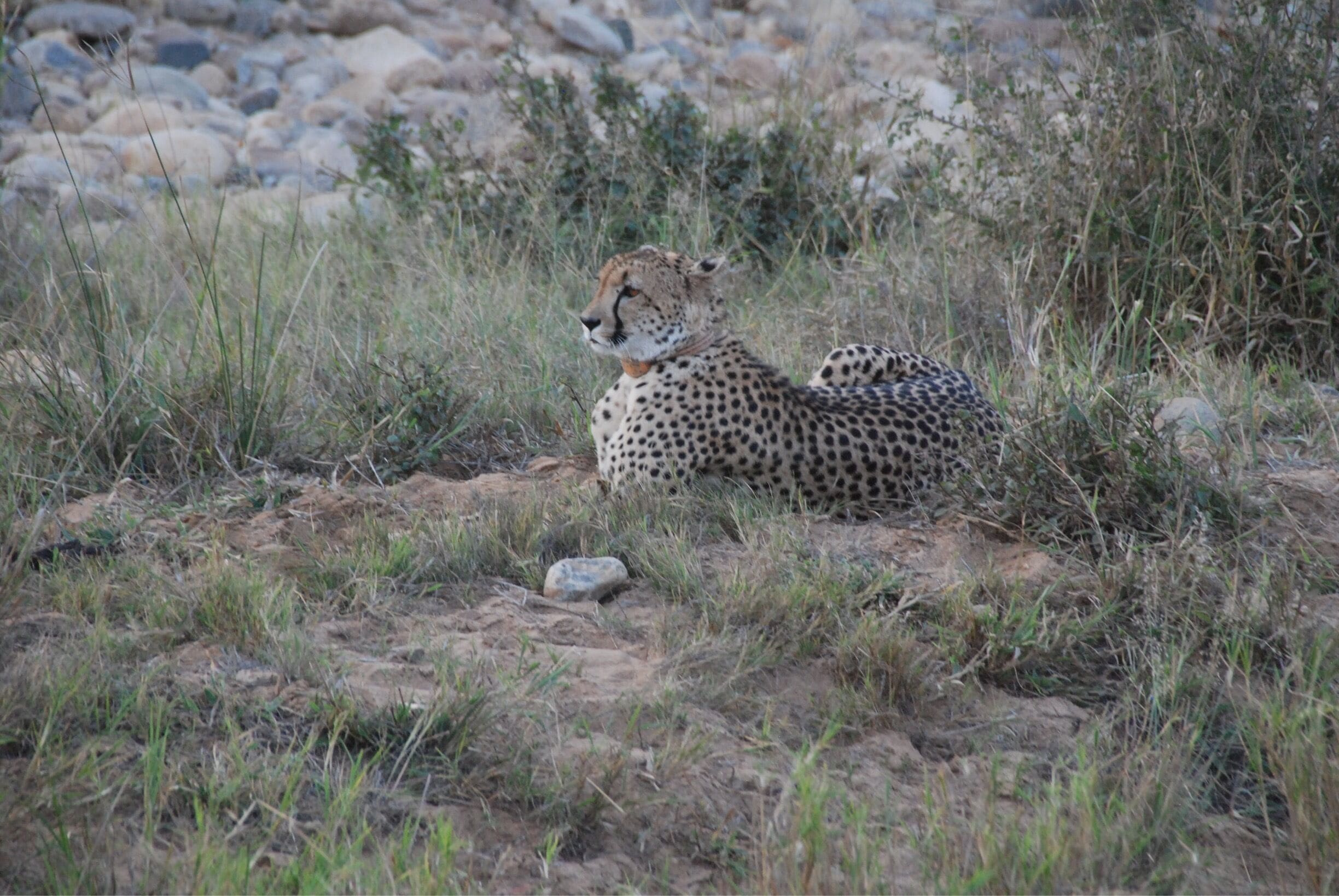 A cheetah lying in the grass near rocks.