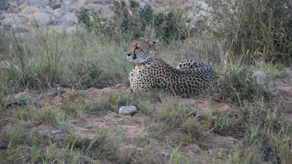 A cheetah lying in the grass near rocks.