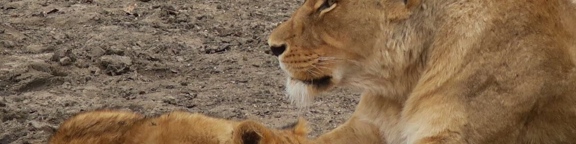 Lioness and her baby resting after a good meal