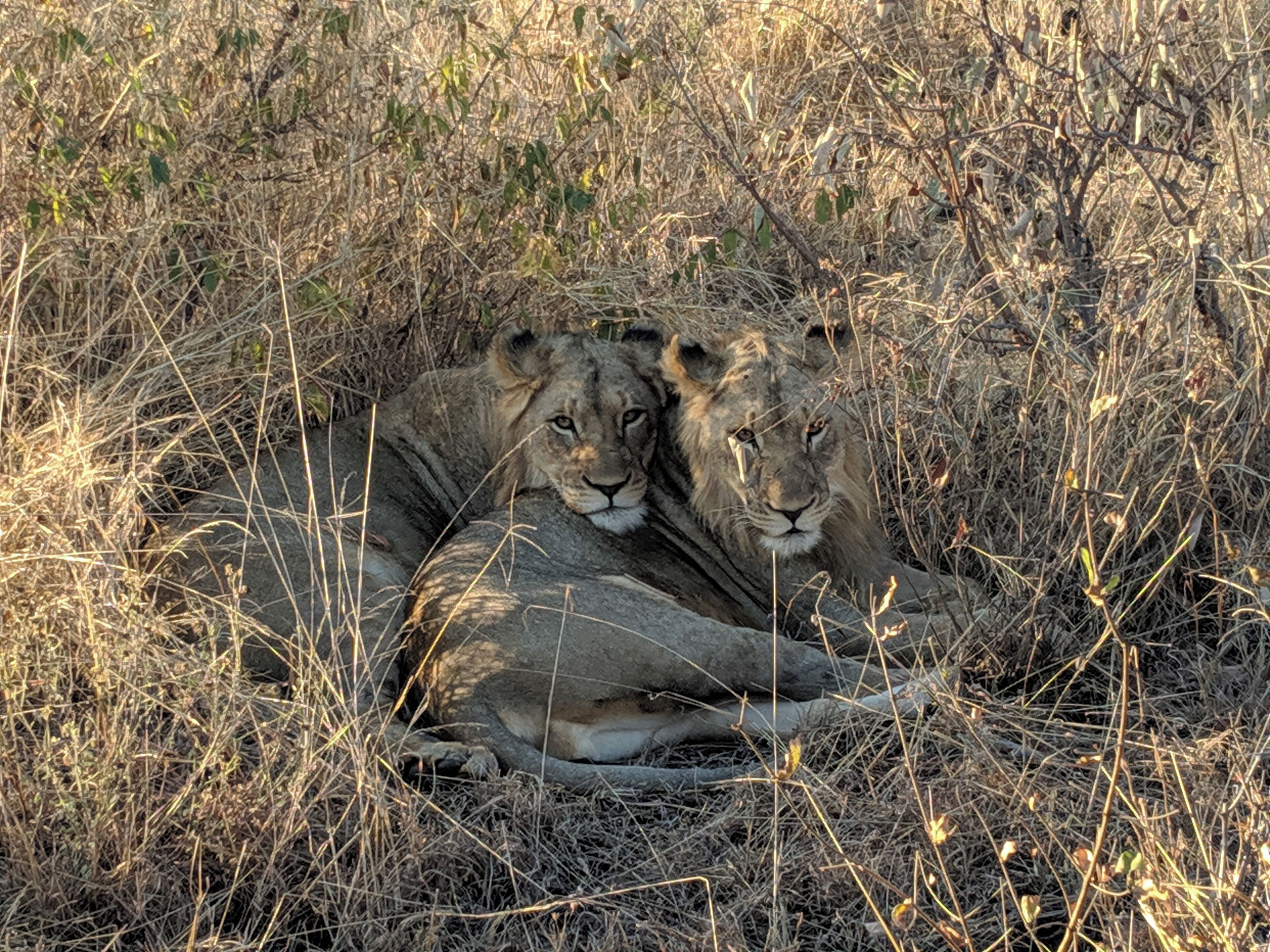 Sometimes in Winter in South Africa the Lions blend in with the brush and before you know it you are 20 feet away.

#nature