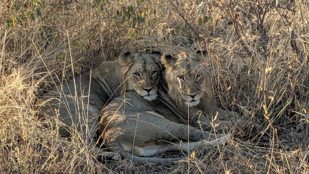 Two lions resting in a dry grassland with sparse vegetation.