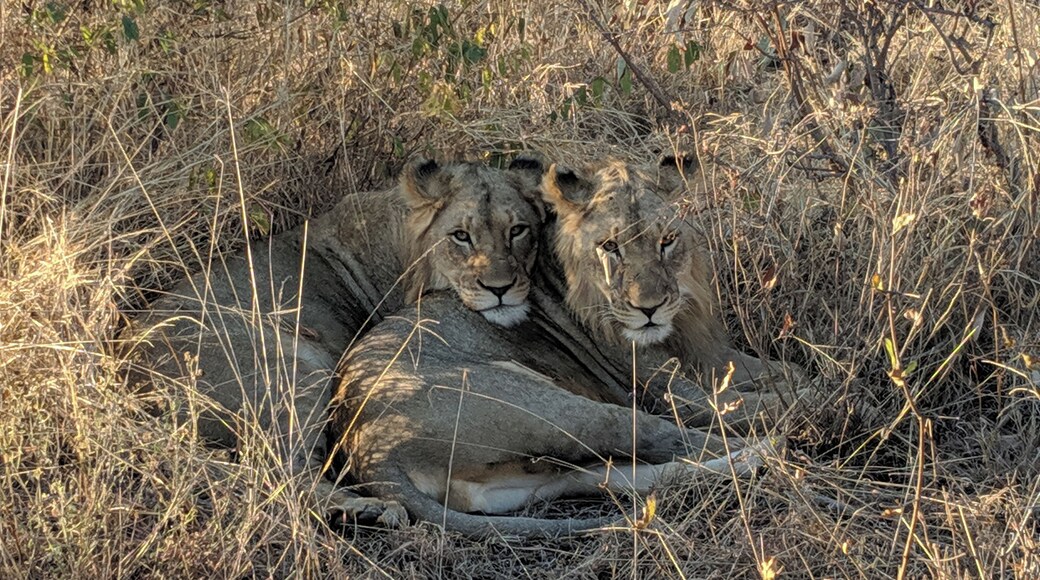 Sometimes in Winter in South Africa the Lions blend in with the brush and before you know it you are 20 feet away.
#nature