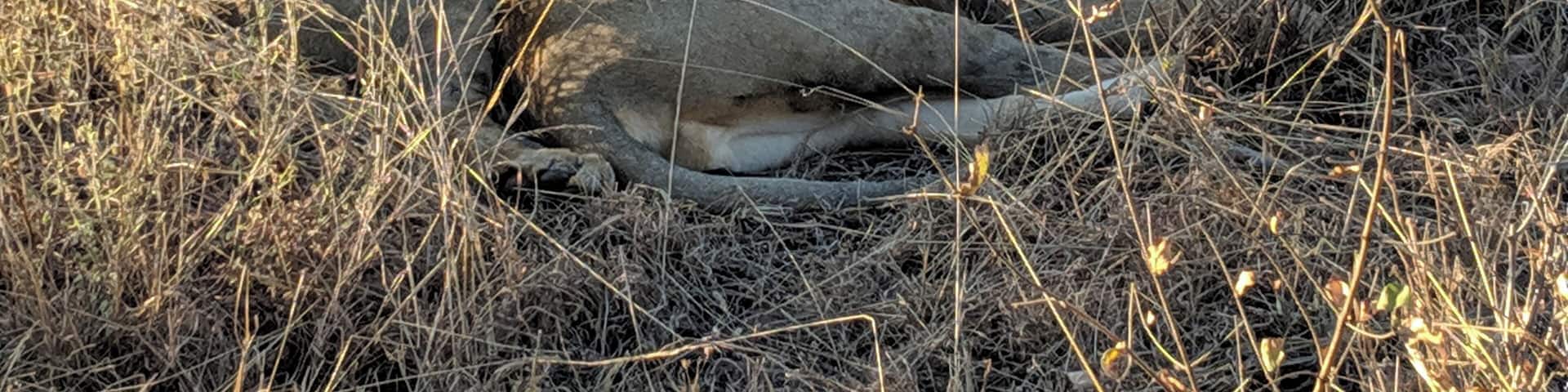 Two lions resting in a dry grassland with sparse vegetation.