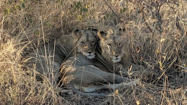 Dos leones descansando en una sabana seca con vegetación escasa.
