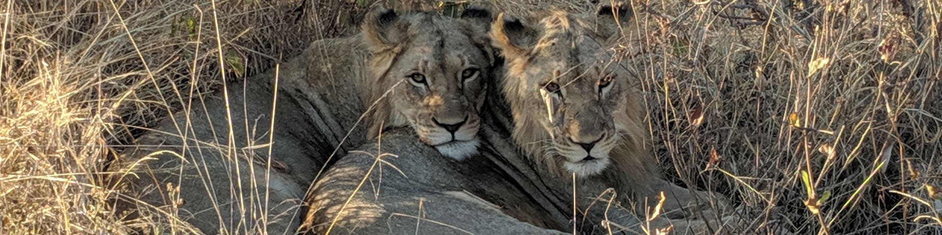 Dos leones descansando en una sabana seca con vegetación escasa.