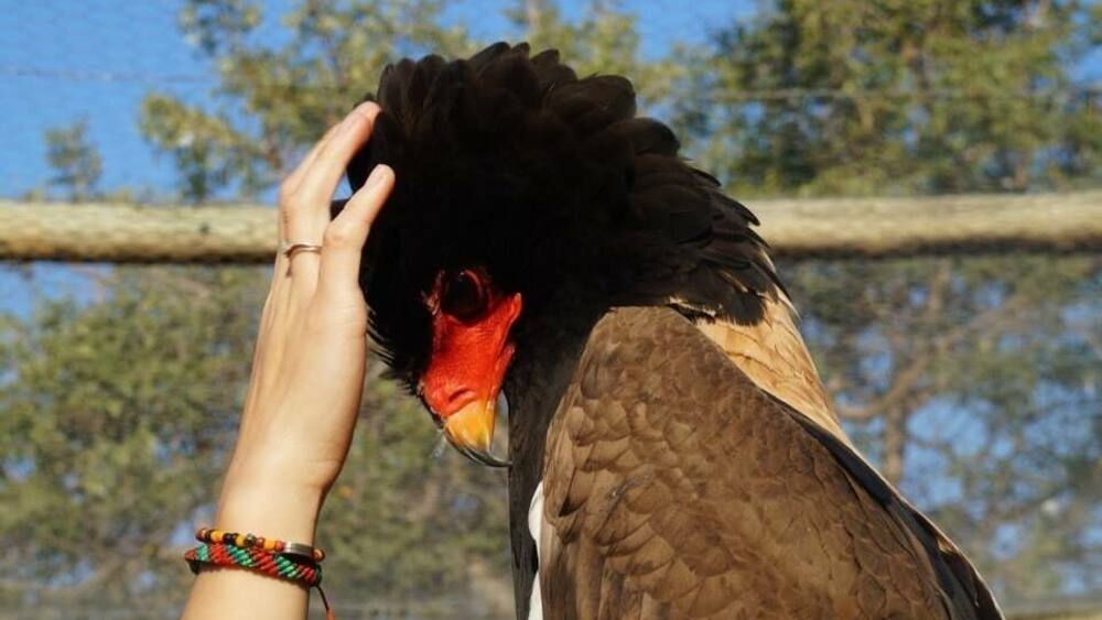 Mrs. Chicken is a loving bateleur at the rehab center, we call her Mrs. Chicken because she likes to waddle around on the floor like a chicken... And love head rubs â€ïž #wildlife #southafrica