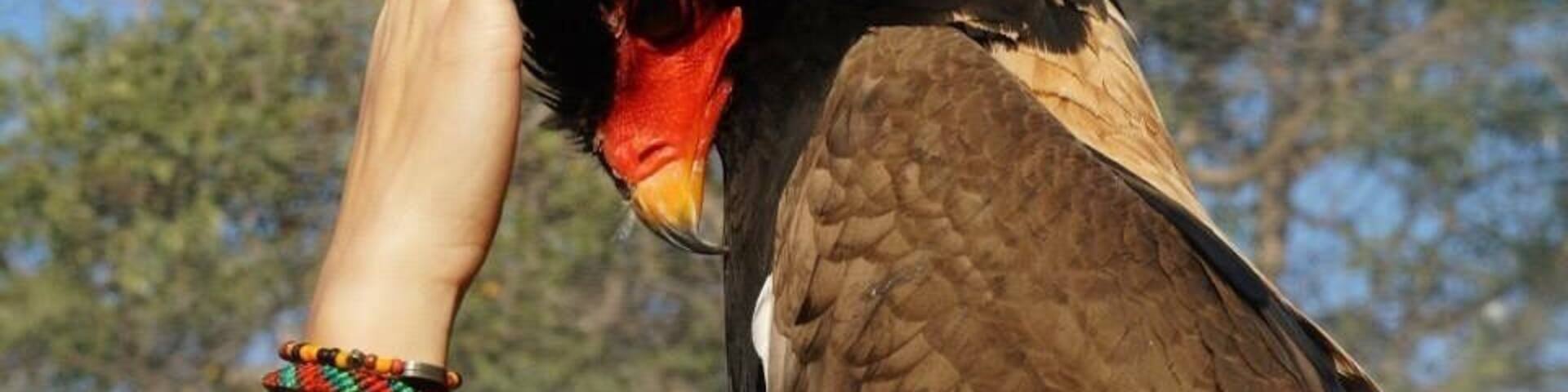 Mrs. Chicken is a loving bateleur at the rehab center, we call her Mrs. Chicken because she likes to waddle around on the floor like a chicken... And love head rubs ❤️ #wildlife #southafrica