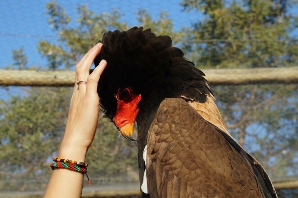 A person petting a bird with a red beak and black feathers.