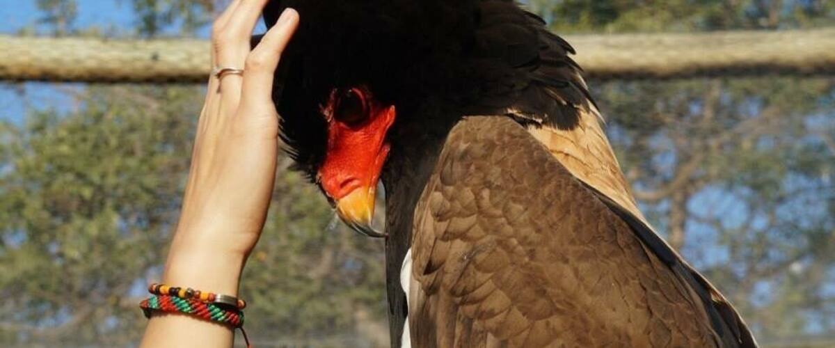 A person petting a bird with a red beak and black feathers.