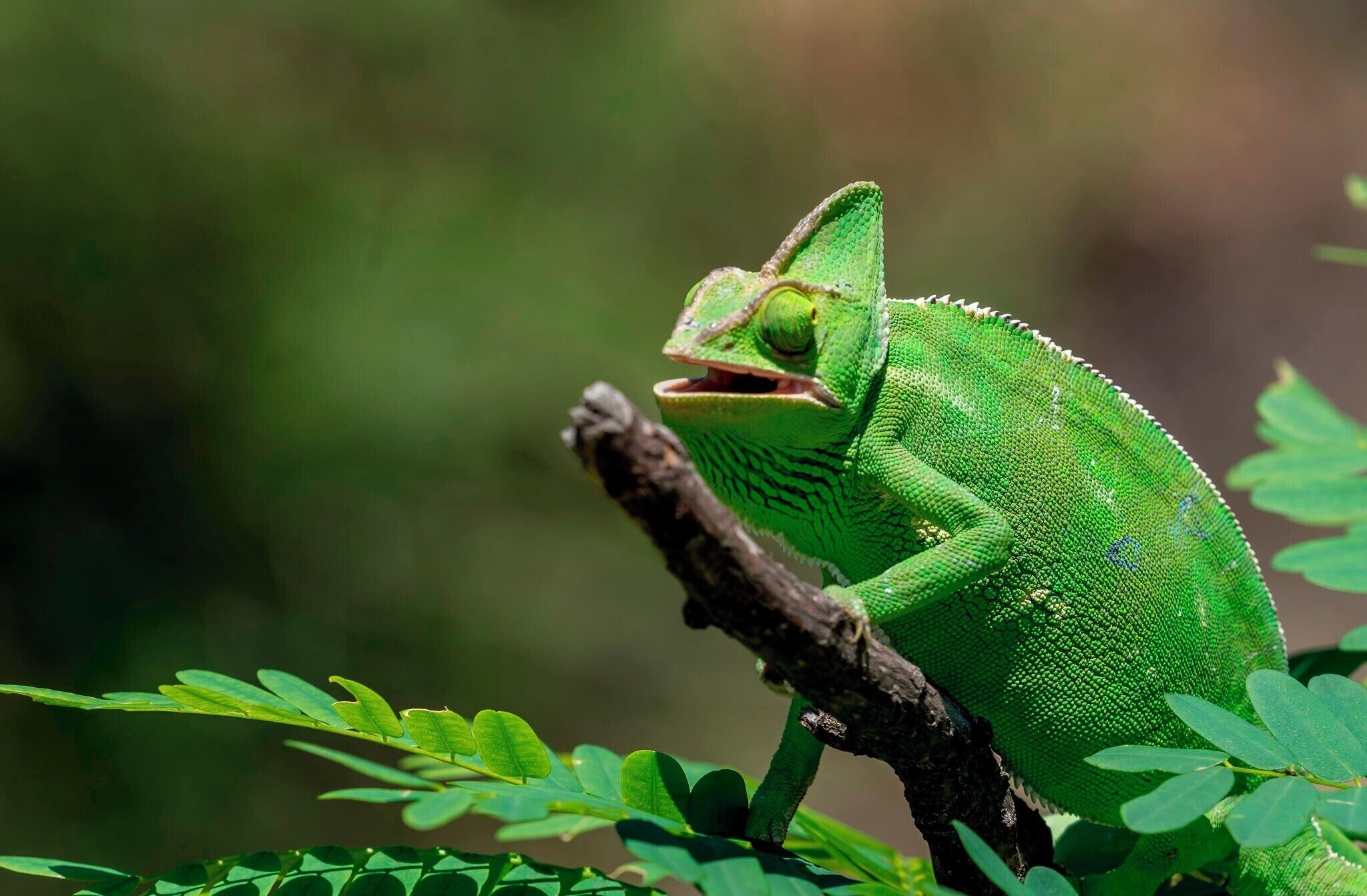 Chamelion, blending in beautifully with the green leaves. Eyes can rotate individually 180deg so no excape for any unsuspecting insects. it's tongue coiled inside it's mouth is twice the length of it's body  springs out in a flash and the sticky substance on the end traps the unfortunate prey about to be eaten alive