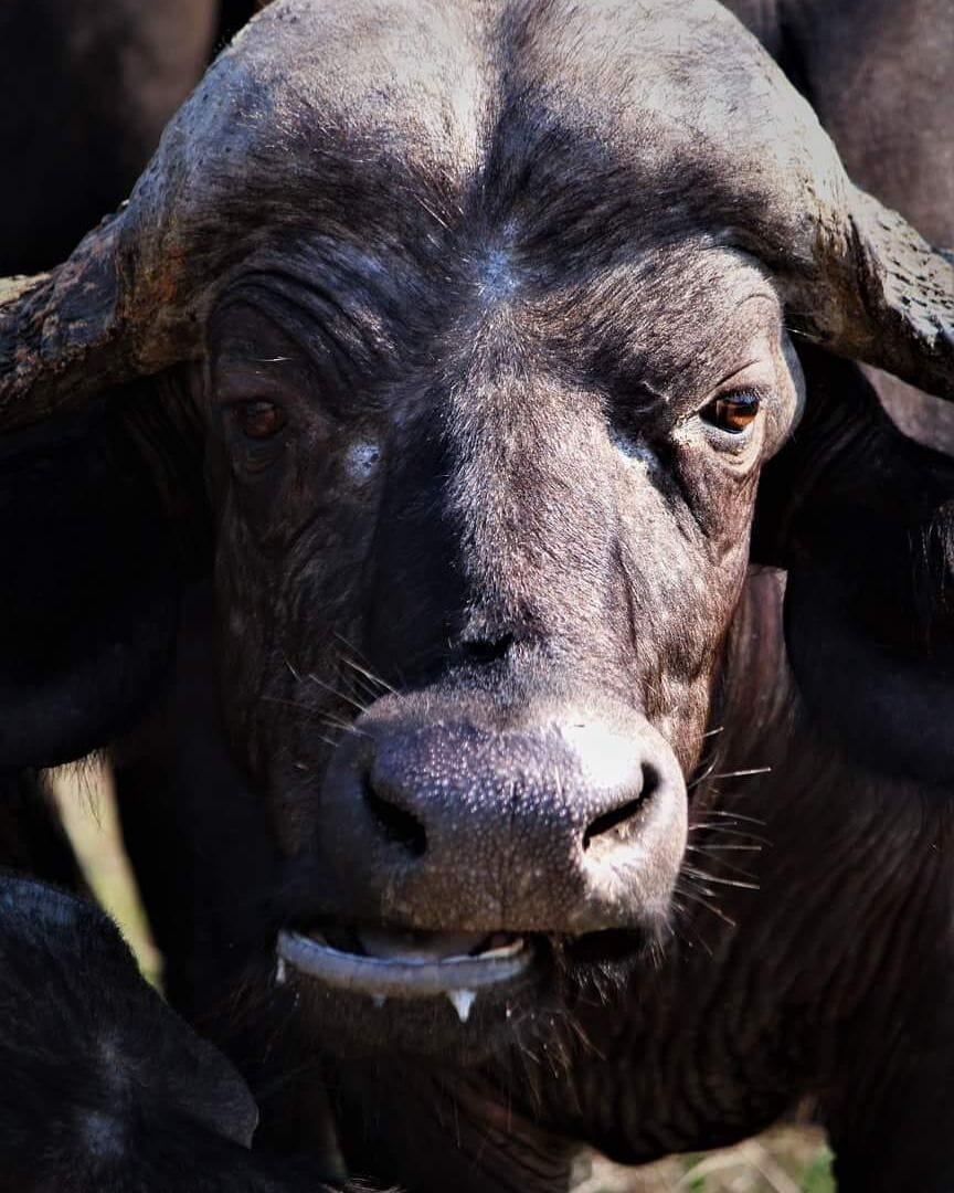 A close-up of a buffalo's face.