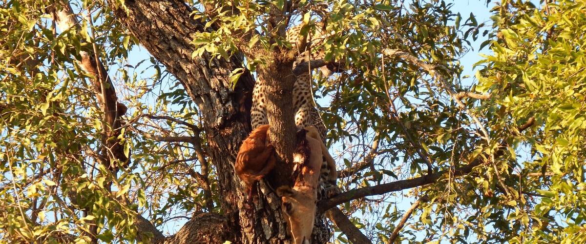 Um leopardo leva um Impala para o alto da árvore para sua refeição diária.
A leopard takes an Impala to the top of the tree for his daily meal.
#Green