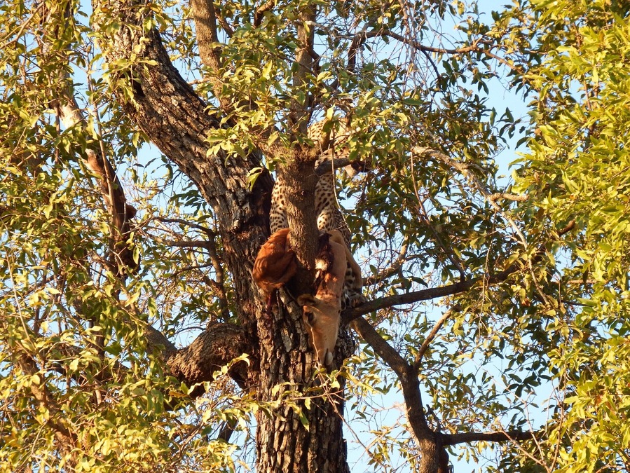 Um leopardo leva um Impala para o alto da árvore para sua refeição diária.
A leopard takes an Impala to the top of the tree for his daily meal.
#Green