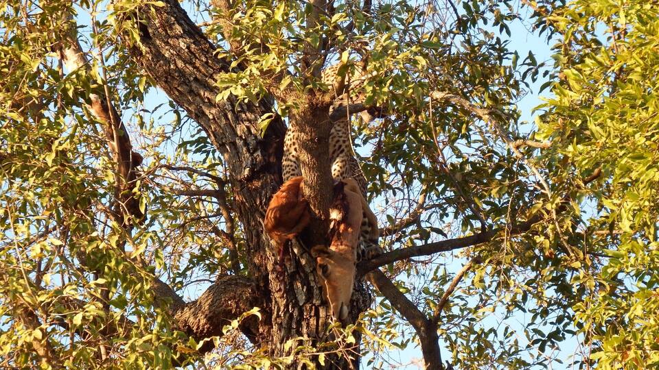 A giraffe resting in a tree.