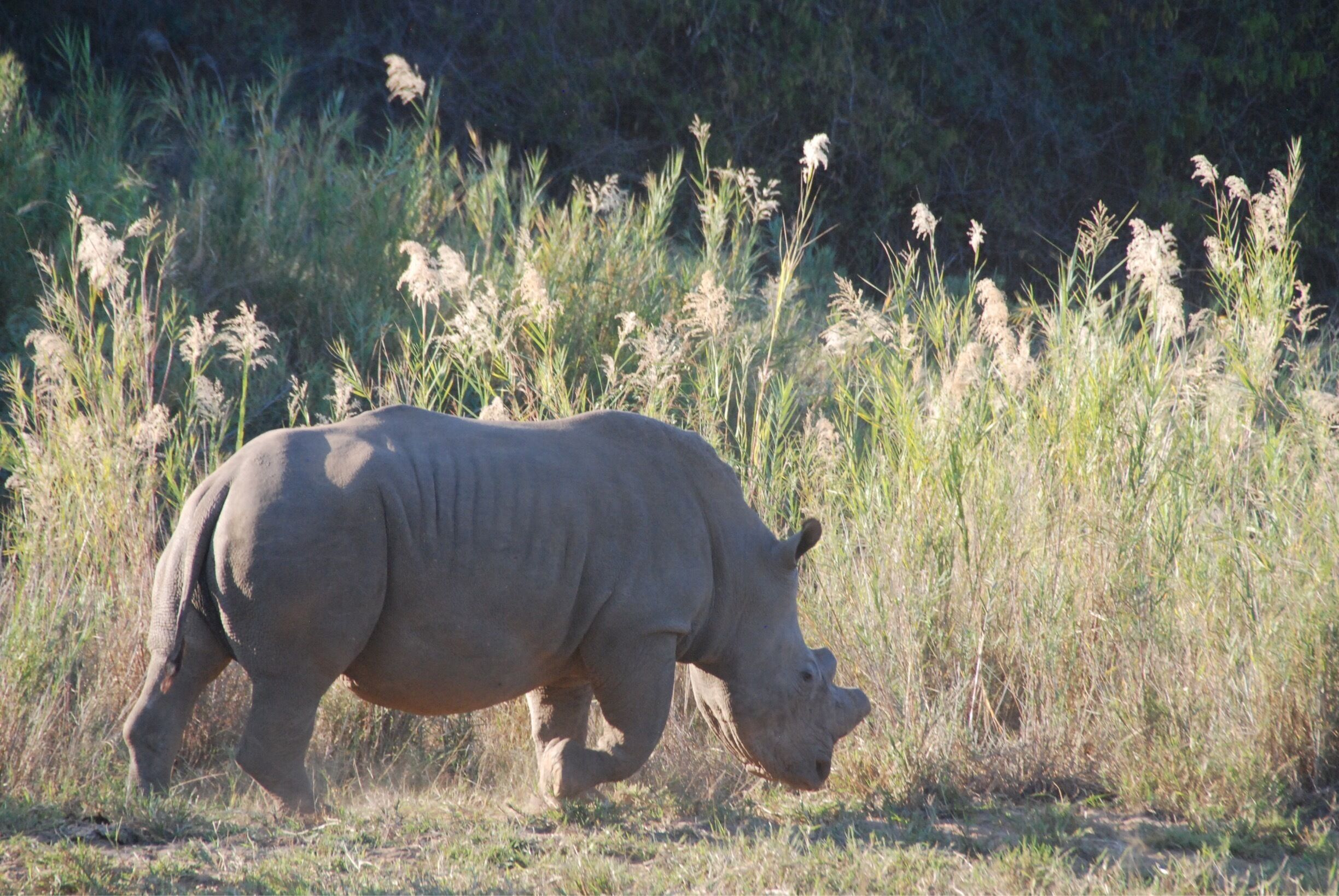 This rhino had already been de-horned, to protect it from poachers. There is a huge black market in China and Vietnam, who stupidly believe that powdered rhino horn (which is made of keratin, I.e., fingernails) has curative powers. This rhino has been dehorned, but a new horn will grown from the bud. Even this little nub has such a high value that poachers will saw even this bit off, using a chainsaw. Needless to say, it usually kills the animal. A single rhino horn can fetch $300,000 on the black market, mostly in Vietnam where people think it cures cancer. There are essentially no rhinos in Mozambique, Of course, the poacher receives far less, but still a great amount of money for these impoverished countries. 