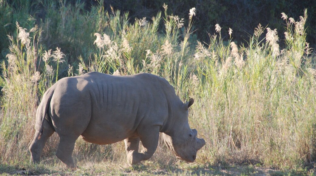 This rhino had already been de-horned, to protect it from poachers. There is a huge black market in China and Vietnam, who stupidly believe that powdered rhino horn (which is made of keratin, I.e., fingernails) has curative powers. This rhino has been dehorned, but a new horn will grown from the bud. Even this little nub has such a high value that poachers will saw even this bit off, using a chainsaw. Needless to say, it usually kills the animal. A single rhino horn can fetch $300,000 on the black market, mostly in Vietnam where people think it cures cancer. There are essentially no rhinos in Mozambique, Of course, the poacher receives far less, but still a great amount of money for these impoverished countries.