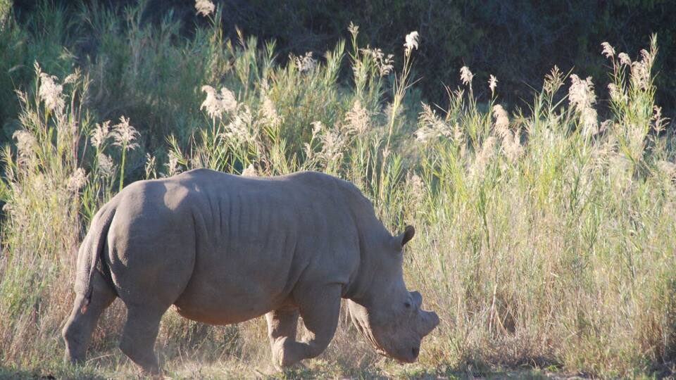 A rhinoceros walking through a grassy field with tall grasses and a forested background.