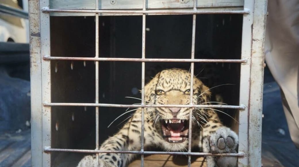 New jaguar was brought into Moholoholo because he wandered into a farm unknowingly. If he hadn't been caught by the workers, he could of been shot and killed or left to die in snares😔