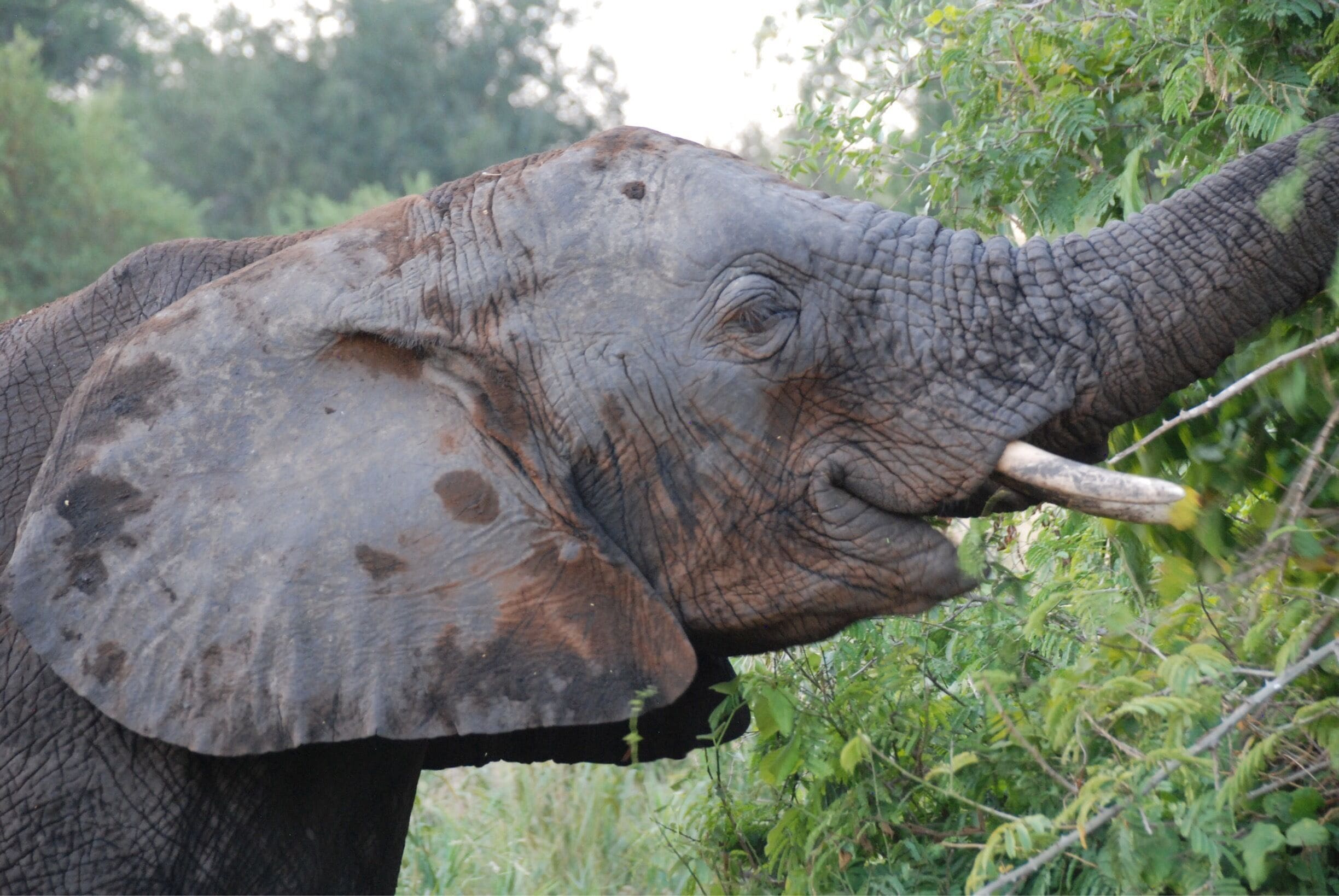 An elephant with a tusk eating leaves from a tree.