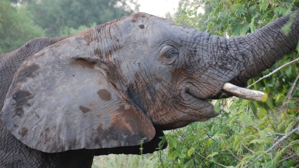 An elephant with a tusk eating leaves from a tree.