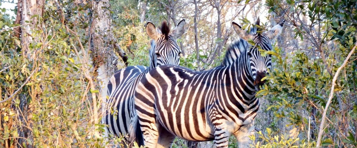To zebraer står på en græsplæne med træer og buske.
