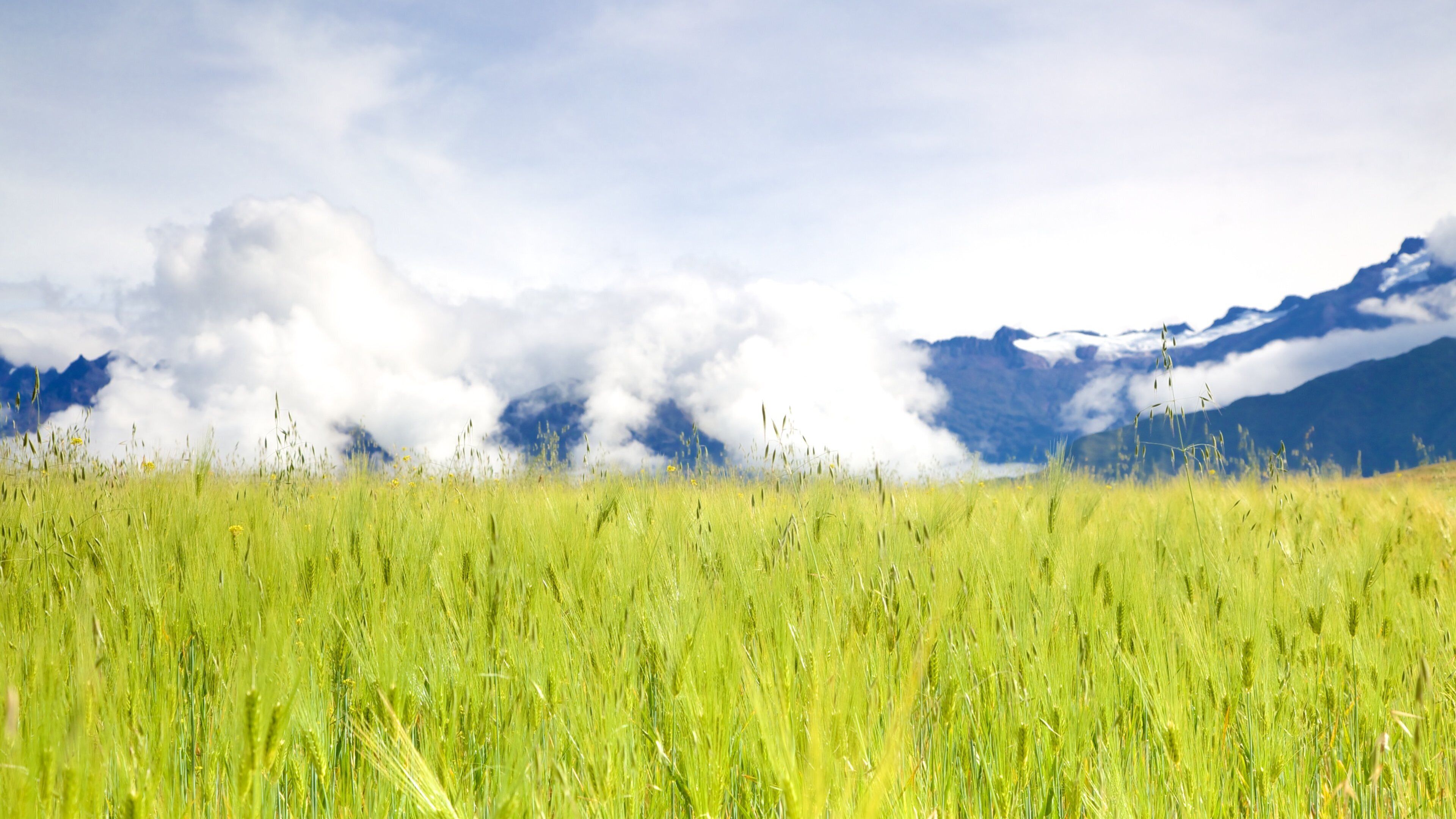 A field of green grass with mountains in the background.