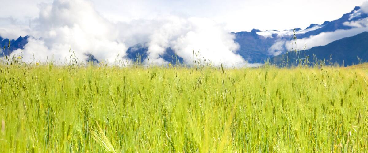 A field of green grass with mountains in the background.