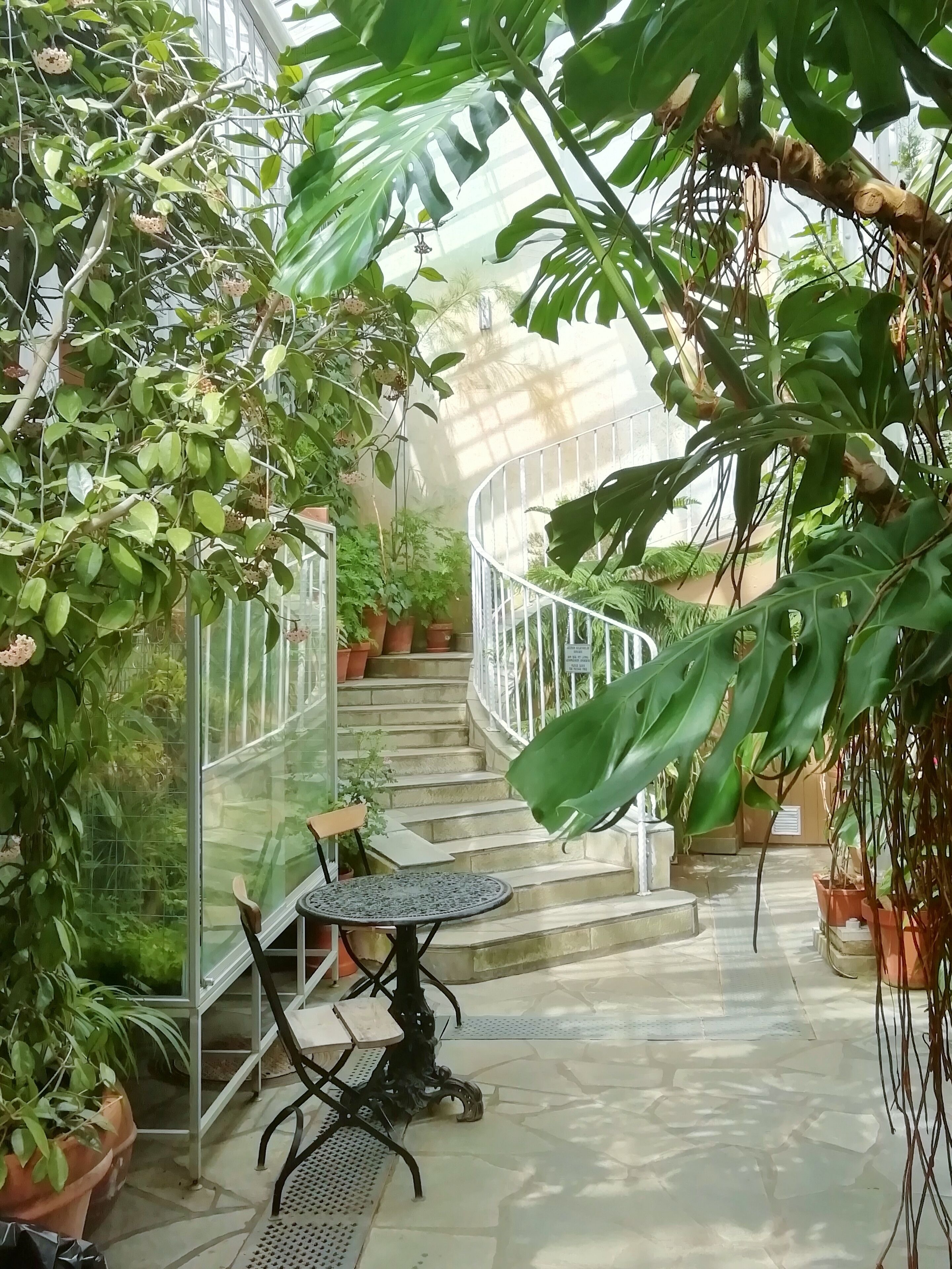 In 1893 founded Winter Garden hosts more than 200 plant species.
Major-General Jakob Julius af Lindfors donated elegant glasshouses for school of gardening. He only insist for Winter garden to be free of charges for the citizens to explore and that’s why it still is. 
Open all year round.

Hammarskjöldintie 1 A, 00250 Helsinki https://www.hel.fi/helsinki/en/culture/leisure/experience/winter-garden/ #Trovember