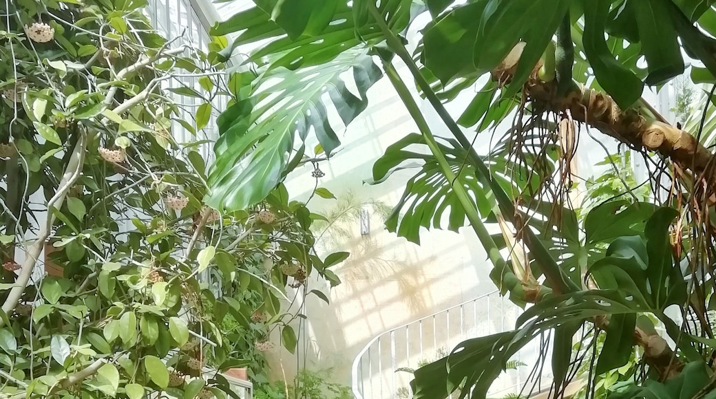 In 1893 founded Winter Garden hosts more than 200 plant species.
Major-General Jakob Julius af Lindfors donated elegant glasshouses for school of gardening. He only insist for Winter garden to be free of charges for the citizens to explore and that’s why it still is.
Open all year round.
Hammarskjöldintie 1 A, 00250 Helsinki https://www.hel.fi/helsinki/en/culture/leisure/experience/winter-garden/ #Trovember