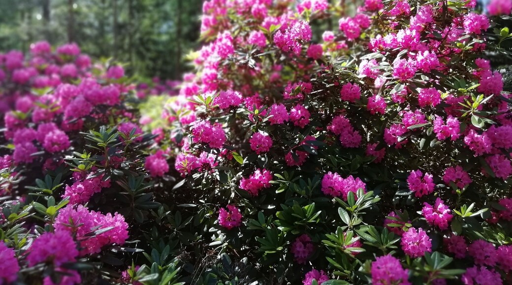 Today we visited Rhododendron Park. Last year we were too late for blossom. This year timing was right. Rhododendron blooming is at its best in early June.
The park’s official name is Alppiruusupuisto, Rhododendron Park, It is also known as Rodopuisto or Rhodopuisto. It is an eight-hectare area, which was originally bog.
It functions simultaneously as a park open to the public and as the University of Helsinki’s plant breeding experimental site − a solution unique in the world. The oldest rhododendrons have been planted in 1975, when the experimental site for the University of Helsinki’s plant breeding programme was developed in the area.
Address: Etelä-Haaga, Laajasuontie 37, Helsinki
https://vihreatsylit.fi/en/alppiruusupuisto/
https://www.facebook.com/puistot