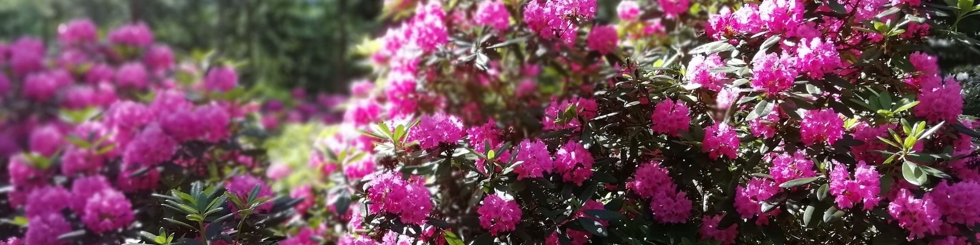 Today we visited Rhododendron Park. Last year we were too late for blossom. This year timing was right. Rhododendron blooming is at its best in early June. 
The park’s official name is Alppiruusupuisto, Rhododendron Park, It is also known as Rodopuisto or Rhodopuisto. It is an eight-hectare area, which was originally bog. 
It functions simultaneously as a park open to the public and as the University of Helsinki’s plant breeding experimental site − a solution unique in the world. The oldest rhododendrons have been planted in 1975, when the experimental site for the University of Helsinki’s plant breeding programme was developed in the area.
Address: Etelä-Haaga, Laajasuontie 37, Helsinki
https://vihreatsylit.fi/en/alppiruusupuisto/ 
https://www.facebook.com/puistot