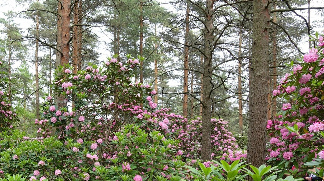 Park that becomes magical in June with rhododendrons in full bloom. This park can be easily reached by train from Helsinki city centre.