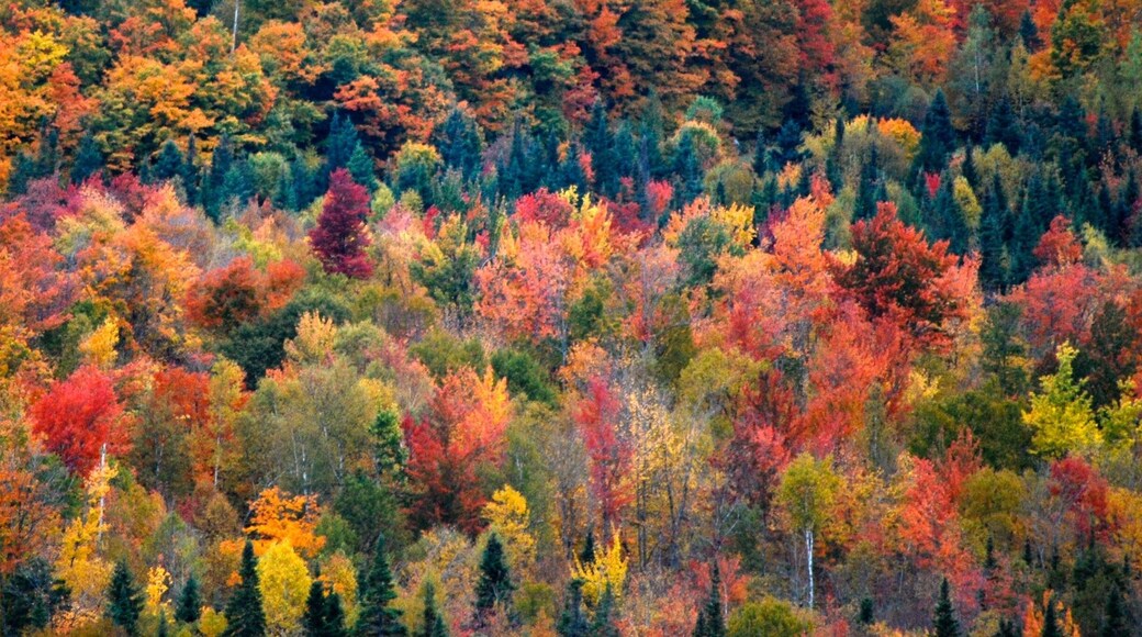 Autumnal foliage in Canada
