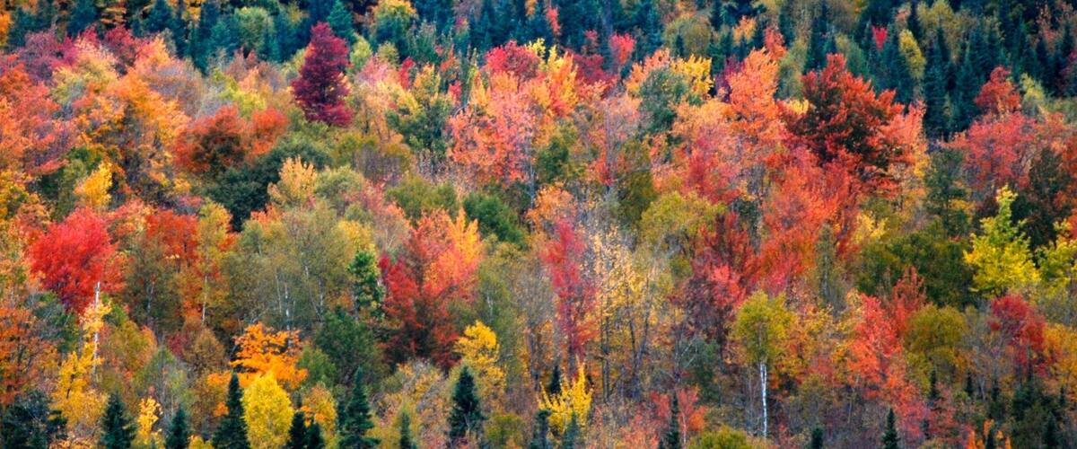 Autumnal foliage in Canada