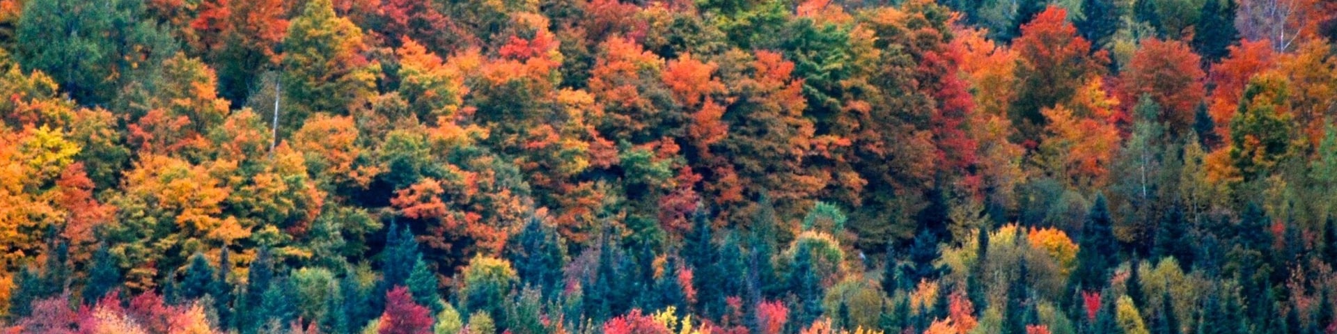 Autumnal foliage in Canada