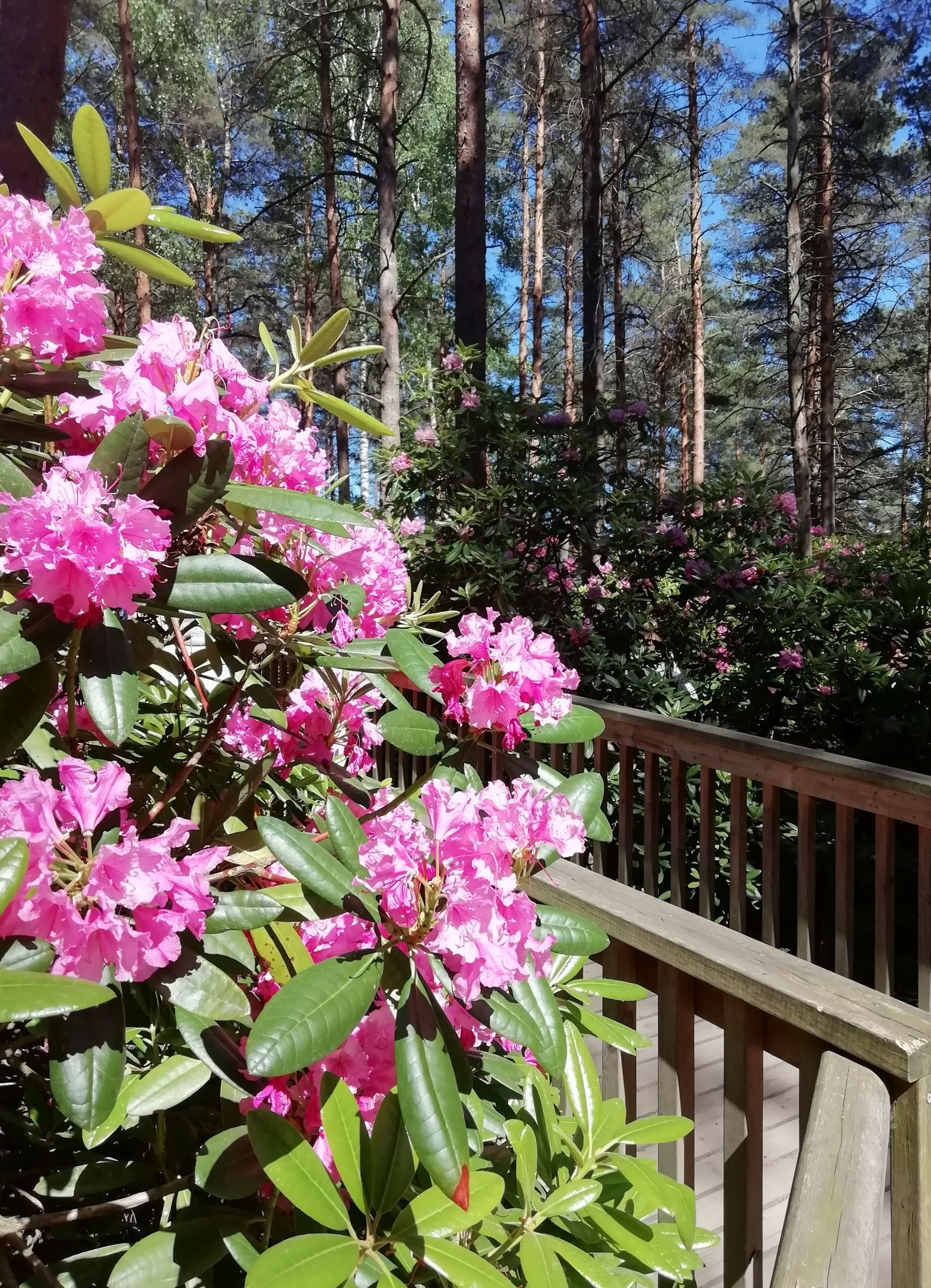 Today we visited Rhododendron Park. Last year we were too late for blossom. This year timing was right.

The park’s official name is Alppiruusupuisto, Rhododendron Park, It is also known as Rodopuisto or Rhodopuisto. It is an eight-hectare area, which was originally bog. There´s also original plants pine, birch, bilberry and wild rosemary which is a relative to rhododendron.

Address: Etelä-Haaga, Laajasuontie 37, Helsinki
https://vihreatsylit.fi/en/alppiruusupuisto/
https://www.facebook.com/puistot