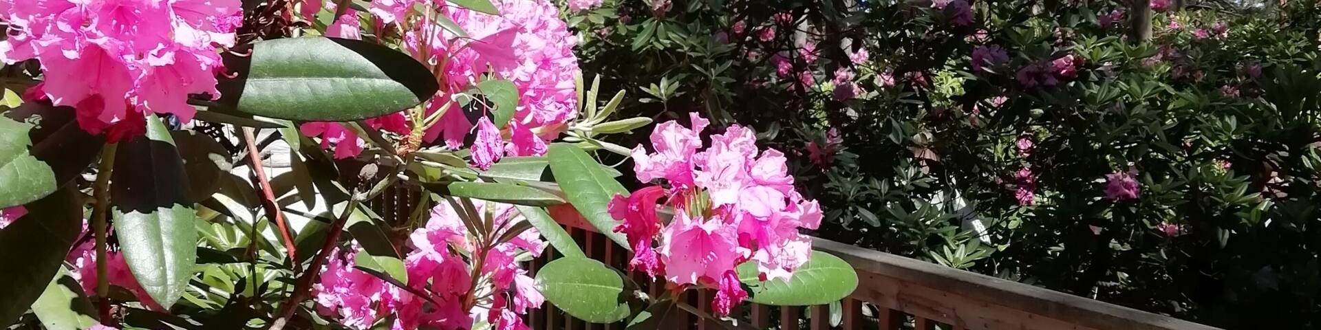 Today we visited Rhododendron Park. Last year we were too late for blossom. This year timing was right.
The park’s official name is Alppiruusupuisto, Rhododendron Park, It is also known as Rodopuisto or Rhodopuisto. It is an eight-hectare area, which was originally bog. There´s also original plants pine, birch, bilberry and wild rosemary which is a relative to rhododendron.
Address: Etelä-Haaga, Laajasuontie 37, Helsinki
https://vihreatsylit.fi/en/alppiruusupuisto/
https://www.facebook.com/puistot