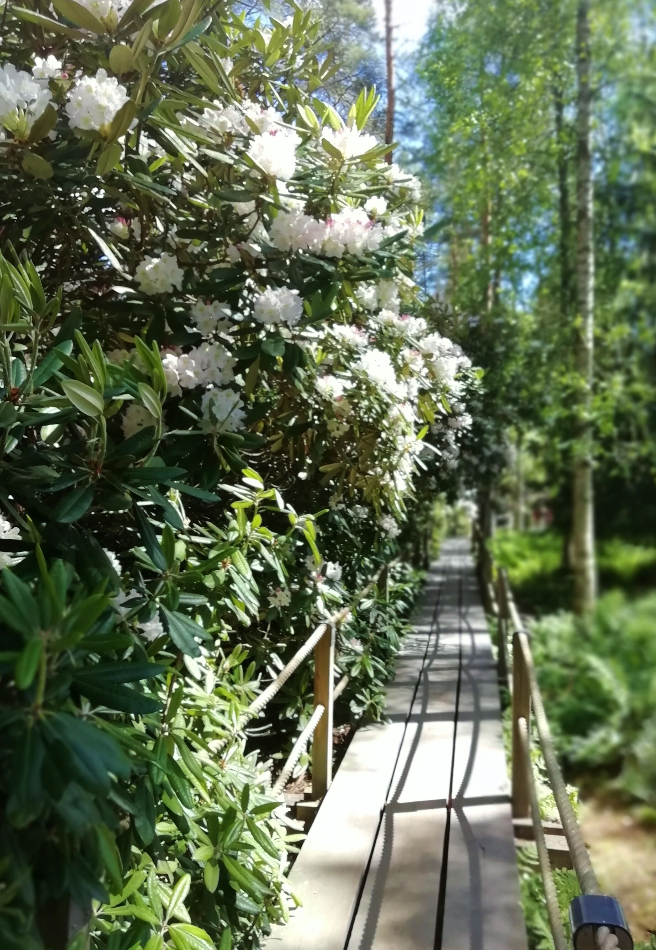Today we visited Rhododendron Park. Last year we were too late for blossom. This year timing was right but we didn´t see any tamed squirrels.

The park’s official name is Alppiruusupuisto, Rhododendron Park, It is also known as Rodopuisto or Rhodopuisto. 

The paths and duckboards built in the area provide a varied network enabling visitors to enjoy the flowers. The floral splendour can also be admired from viewing platforms, which are accessible to wheelchair-users too. The park’s main pathways are all accessible. 

Rhododendron blooming is at its best in early June.

Address: Etelä-Haaga, Laajasuontie 37, Helsinki
https://vihreatsylit.fi/en/alppiruusupuisto/
https://www.facebook.com/puistot #LocalSecrets